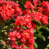 35 RED CREPE MYRTLE Lagerstroemia Indica Flowering Shrub Bush Small Tree Seeds