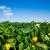 100 CANARY BELL PEPPER Sweet Yellow Capsicum Annuum Vegetable Seeds