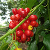 10 CAROLINA MOONSEED Snailseed / Coralbeads Flower Vine Cocculus Carolinus Seeds