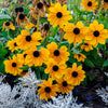 250 Dwarf MARMALADE RUDBECKIA Hirta Golden Orange Black Eyed Susan Gloriosa Daisy Flower Seeds