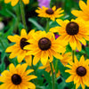 500 BROWN EYED SUSAN Rudbeckia Triloba Flower Seeds
