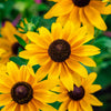 500 BROWN EYED SUSAN Rudbeckia Triloba Flower Seeds