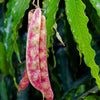 50 CRANBERRY BEAN French Horticulture Borlotti Roman Phaseolus Vegetable Seeds