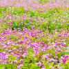 50 MILK VETCH Astragalus Sinicus Pink Purple Flower Ground Cover Legume Seeds