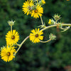 10 Yellow COMPASS PLANT Silphium Laciniatum Prairie Compassplant 4" Flower Seeds