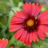 50 BURGUNDY GAILLARDIA Red Indian Blanket Flower Seeds