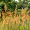 250 Ornamental INDIAN GRASS Sorghastrum Nutans Native Indiangrass Seeds