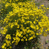 500 Organic GOLDEN FLAX Yellow Linseed Common Linum Flavum Flower Seeds
