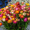 Tall Double Mixed Colors Strawflower Helichrysum Monstrosum Flower Seeds – photo 6