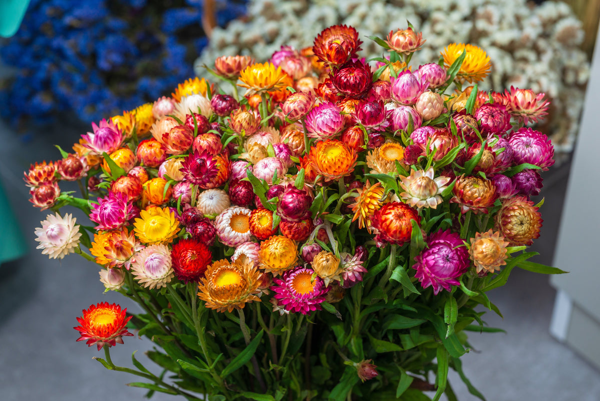 Tall Double Mixed Colors Strawflower Helichrysum Monstrosum Flower Seeds – photo 6