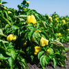 Canary Bell Pepper Seeds – Sweet Yellow Capsicum Annuum Vegetable – photo 2