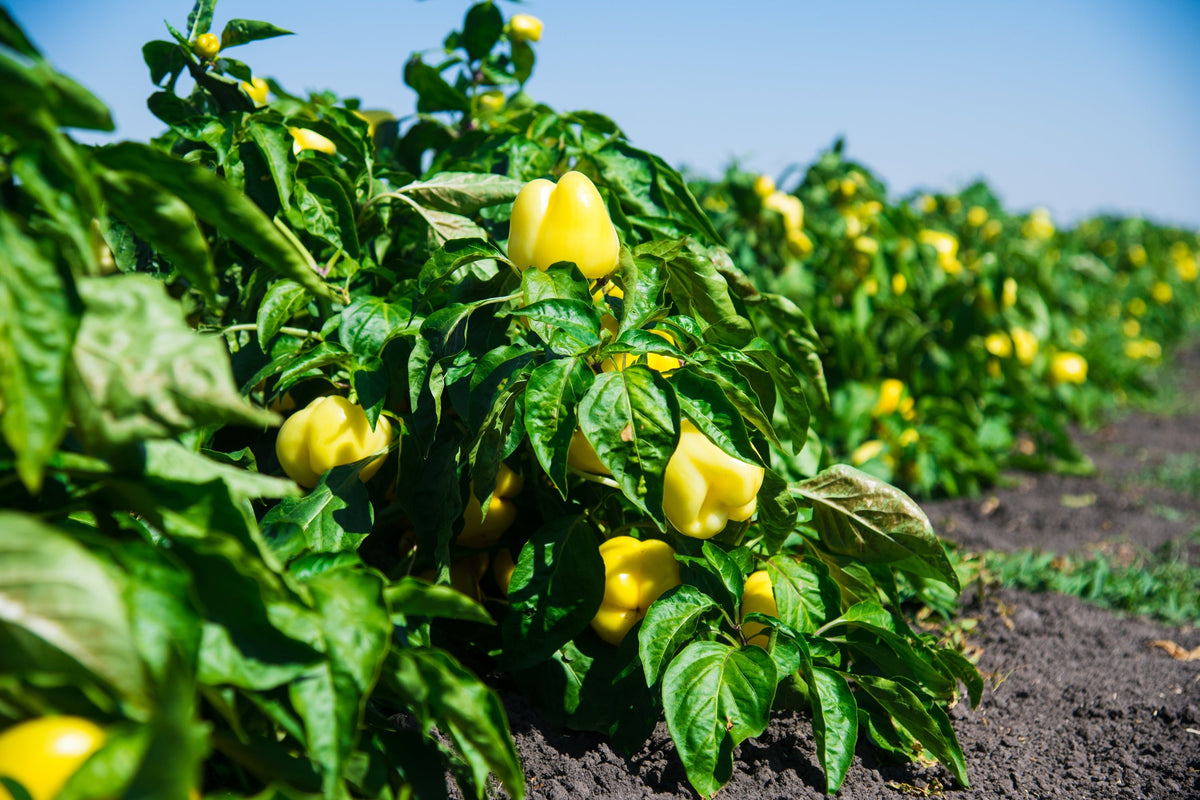Canary Bell Pepper Seeds – Sweet Yellow Capsicum Annuum Vegetable – photo 2