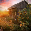Early Mammoth Russian Sunflower Seeds – Helianthus Annuus Flower – photo 4