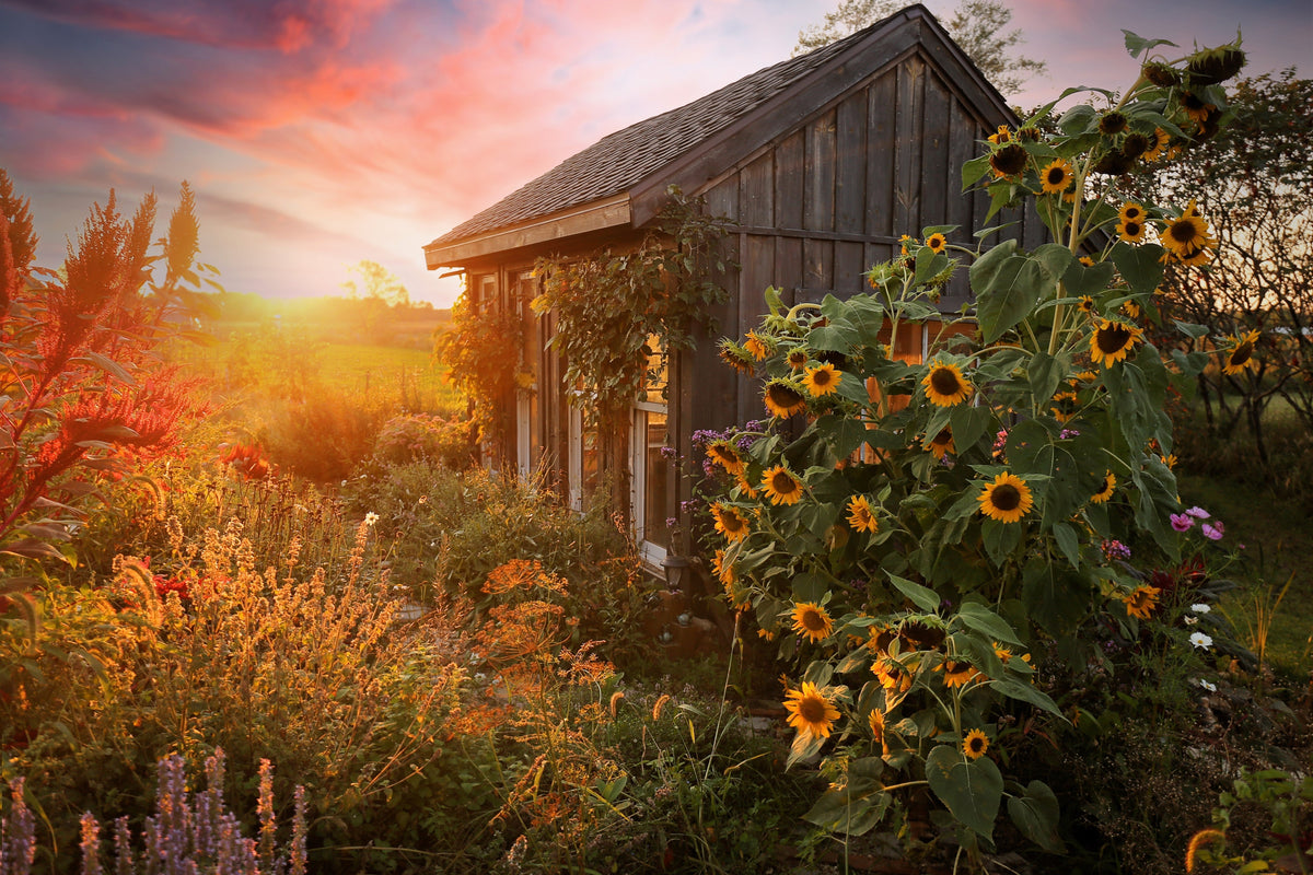 Early Mammoth Russian Sunflower Seeds – Helianthus Annuus Flower – photo 4