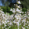 1000 WHITE FOXGLOVE BEARDTONGUE Penstemon Digitalis Flower Seeds