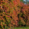 20 NANNYBERRY SWEET VIBURNUM Lentago Shrub Tree Blue Black Berry Fruit White Flower Seeds