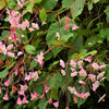 500 BULK HARDY BEGONIA Grandis Rose Pink Perennial Sun - Shade Flower Seeds