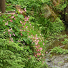 500 BULK HARDY BEGONIA Grandis Rose Pink Perennial Sun - Shade Flower Seeds