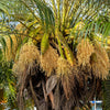 Pygmy Date Palm Seeds – Phoenix Roebelenii Dwarf Miniature Ornamental Fruit Tree Houseplant – photo 13
