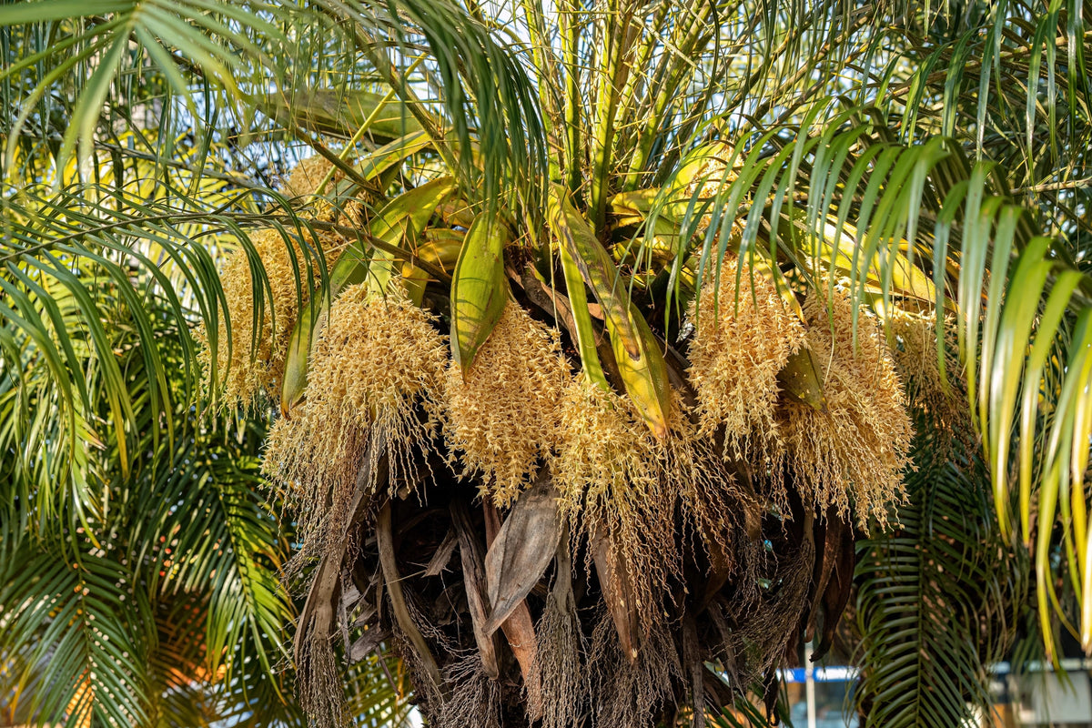 Pygmy Date Palm Seeds – Phoenix Roebelenii Dwarf Miniature Ornamental Fruit Tree Houseplant – photo 13