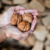5 ENGLISH WALNUT aka Common, Hardy Carpathian, Persian Nut Fruit Tree Juglans Regia Orientis Seeds