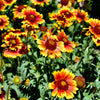 100 ARIZONA SUN GAILLARDIA Pulchella Indian Blanket Flower Seeds