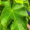 5 PHYSIC NUT Barbados Purging JATROPHA Curcas Shrub Tree Bio-Diesel Seeds