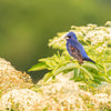 50 BLUE ELDERBERRY Sambucus Cerulea Arizona Blue Elder Tree Shrub Fruit Berry Seeds