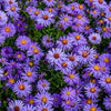 50 Blue RICE BUTTON ASTER Dumosus Flower Seeds