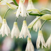 10 WHITE AFRICAN HYACINTH aka Cape or Giant Summer / Spire Lily - Ornithogalum Candicans / Galtonia / Hyacinthus Flower Seeds