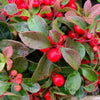 20 Creeping WINTERGREEN / TEABERRY Gaultheria Procumbens Evergreen Flower Seeds