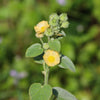 100 Country Mallow Seeds – (Bala / Flannel Weed) Sida Cordifolia Flower – photo 10