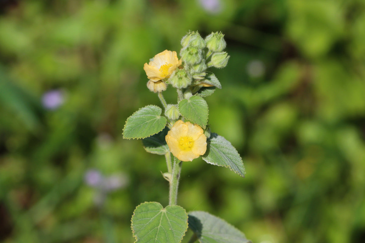 100 Country Mallow Seeds – (Bala / Flannel Weed) Sida Cordifolia Flower – photo 10