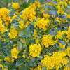 20 OREGON GRAPE Holly Fruit Vine Hollyleaved Barberry Mahonia Aquifolium Seeds