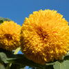 150 Double DWARF TEDDYBEAR SUNFLOWER Helianthus Annuus Yellow Flower Seeds