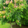 Cinnamon Tree