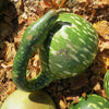 Gooseneck / Bottle / Swan Gourd Lagenaria Siceraria Vine Seeds – photo 3