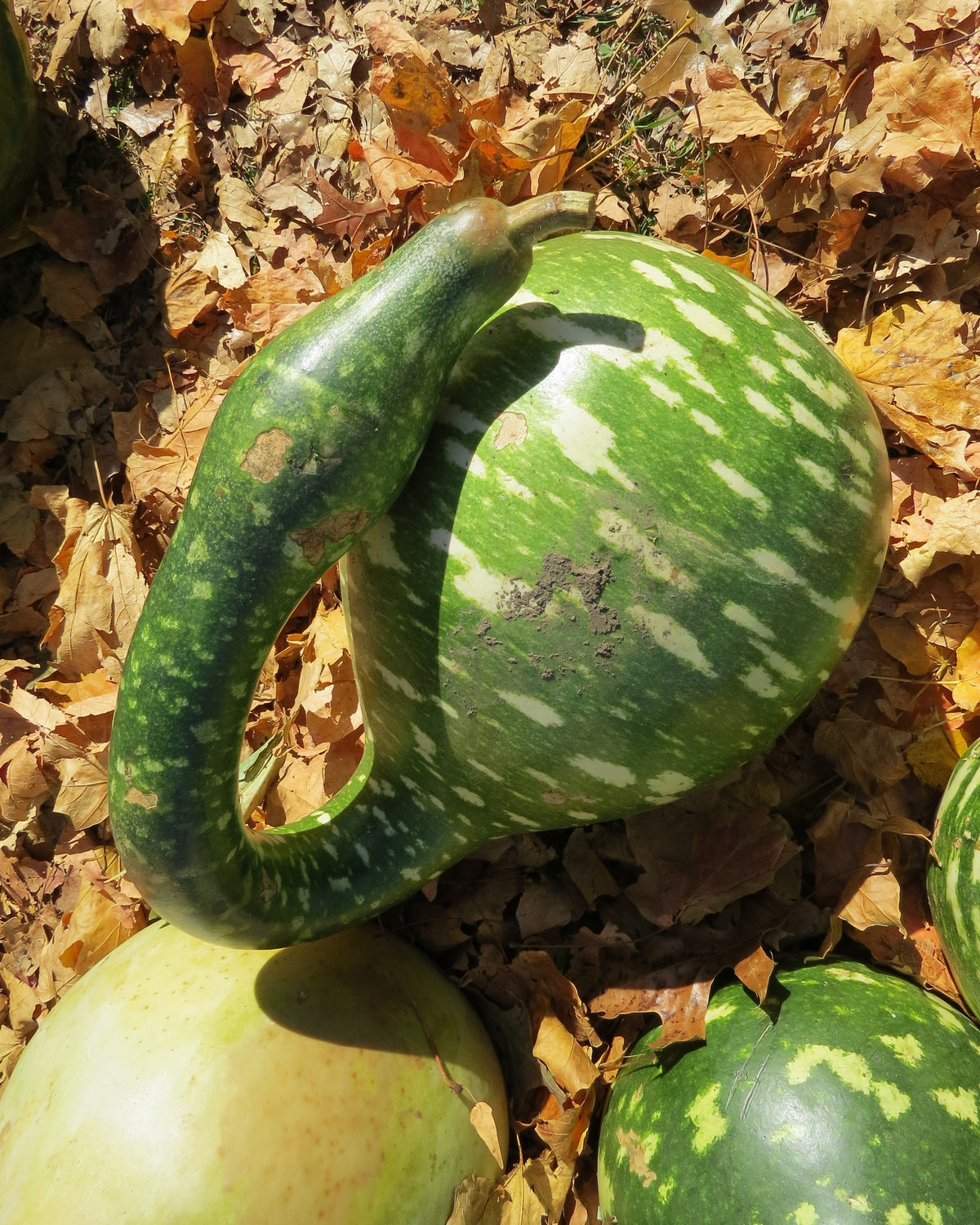 Gooseneck / Bottle / Swan Gourd Lagenaria Siceraria Vine Seeds – photo 3