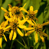 250 Wingstem / YELLOW IRONWEED Verbesina Alternifolia Flower Seeds