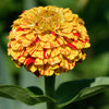 Candy Stripe Zinnia Seeds – Mix Elegans Flower Seeds Mixed Colors with Red Stripes – photo 7