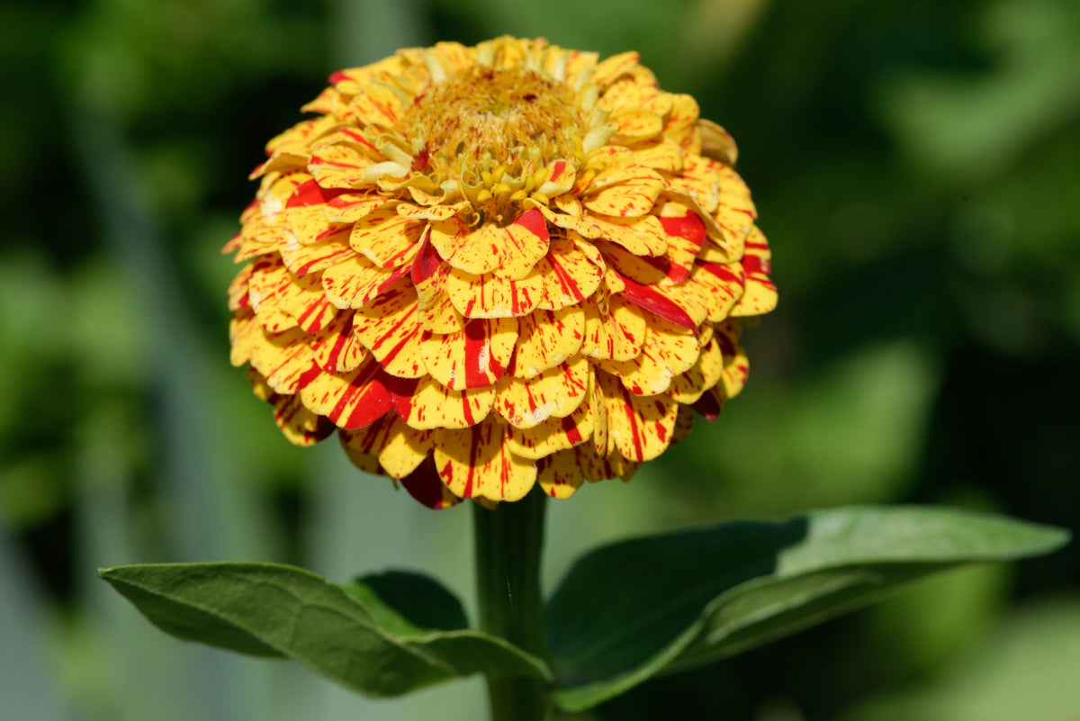 Candy Stripe Zinnia Seeds – Mix Elegans Flower Seeds Mixed Colors with Red Stripes – photo 7