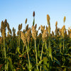Top 76-6 Sorghum Bicolor Syrup Flour Grain Vegetable Seeds – photo 4