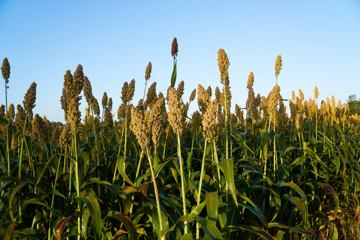Top 76-6 Sorghum Bicolor Syrup Flour Grain Vegetable Seeds – photo 4