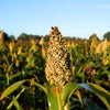 Top 76-6 Sorghum Bicolor Syrup Flour Grain Vegetable Seeds – photo 5