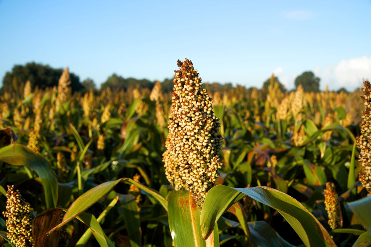 Top 76-6 Sorghum Bicolor Syrup Flour Grain Vegetable Seeds – photo 5