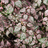 10 Dwarf PINK POLKA DOT PLANT Splash Select Hypoestes Phyllostachya Flower Houseplant Seeds