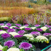 50 MIXED ORNAMENTAL CABBAGE Flowering Cabbage Brassica Oleracea Seeds