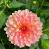 50 WATERCOLOR MIX DAHLIA Variabilis Double Bloom Mixed Colors Yellow Peach Pink Lavender Cream Orange Flower Seeds