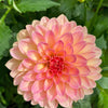 Watercolor Mix Dahlia Seeds – Variabilis Double Bloom Mixed Colors Yellow Peach Pink Lavender Cream Orange – photo 3
