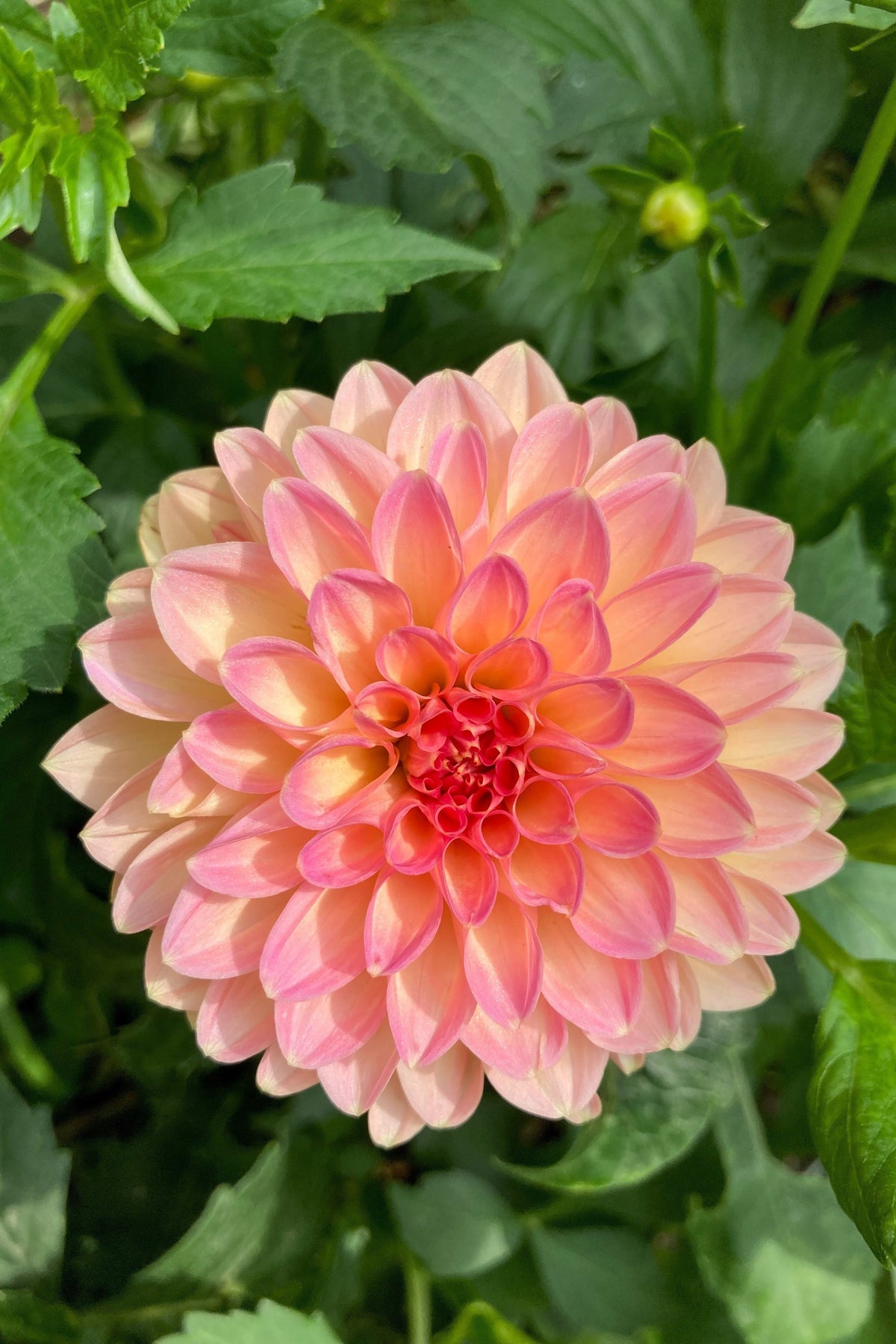 Watercolor Mix Dahlia Seeds – Variabilis Double Bloom Mixed Colors Yellow Peach Pink Lavender Cream Orange – photo 3